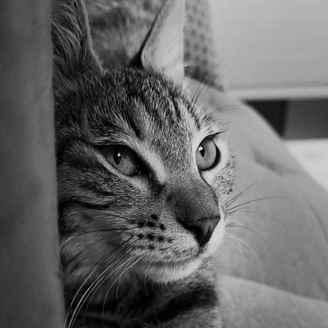 Tango participe au concours pour gagner de l'argent avec cette photo : abyssinian, animal, cat, couch, egyptiancat, furniture, kitten, manx, person, pet, sleeping