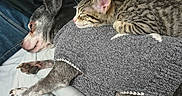 Psycho Meow joined the competition — help win amazing prizes! animal, bed, blanket, cat, clothing, companion, cozy, cute, dog, furry, grey_dog, human, indoor, kitten, pet, relaxation, resting, sleeping, sweater, tabby