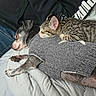 cat, kitten, dog, pet, sleeping, resting, bed, blanket, sweater, tabby, grey_dog, cozy, indoor, animal, companion, cute, furry, relaxation, human, clothing