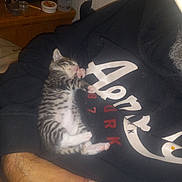 Psycho Meow is registered to the contest to win money with this photo: kitten, cat, sleeping, tabby, paw, person, hand, hoodie, clothing, indoor, furniture, wood, container, bottle, bed, cozy, resting, cute, pet, animal