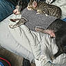 Psycho Meow is registered to the contest to win money with this photo: cat, dog, sleeping, bed, blanket, sweater, resting, cozy, indoor, tabby_cat, black_dog, pet, animal, friendship, cute, fur, comfort, relaxation, sleep, nap