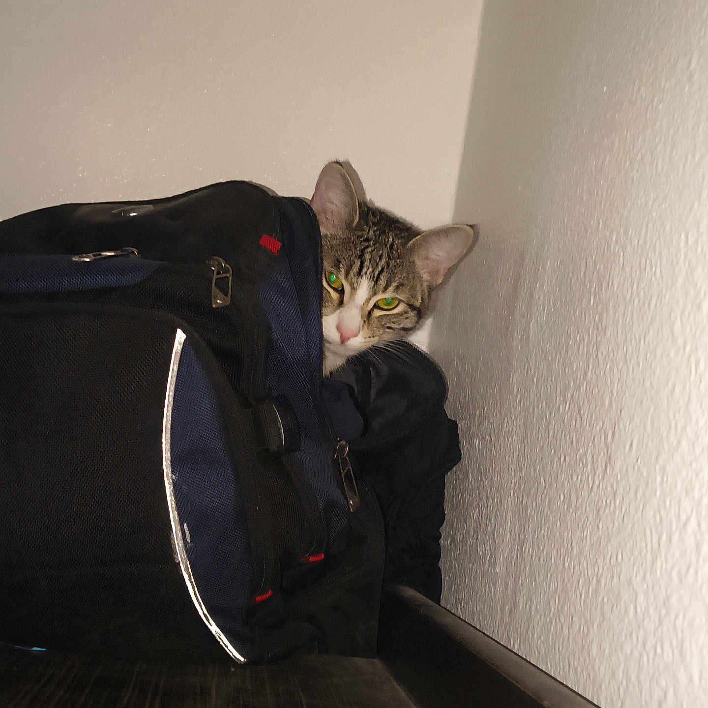 Psycho Meow is registered to the contest to win money with this photo: cat, tabby, backpack, corner, wall, indoor, curious, peeking, animal, pet, feline, resting, green_eyes, flash, closeup, domestic, quiet, hidden, black, blue