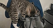 Psycho Meow is registered to the contest to win money with this photo: cat, tabby_cat, backpack, person, blue_jacket, indoor, curious, climbing, motion_blur, gray_backpack, furniture, trash_can, plastic_bag, floor, jeans, human, pet, animal, casual, home
