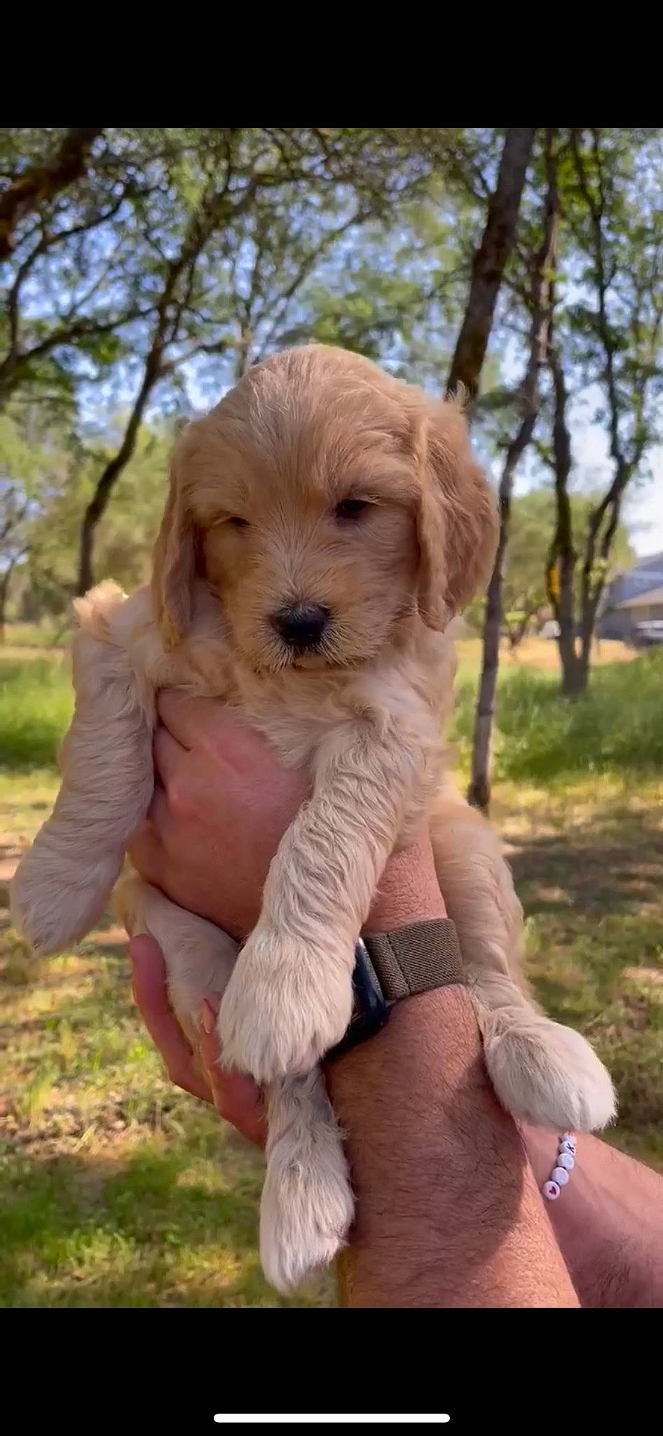 Finn is registered to the contest to win money with this photo: canidae, carnivore, companion_dog, dog, dog_breed, dog_collar, fawn, fur, grass, liver, plant, poodle, sitting, sky, sporting_group, terrier, toy_dog, tree, walking, working_animal