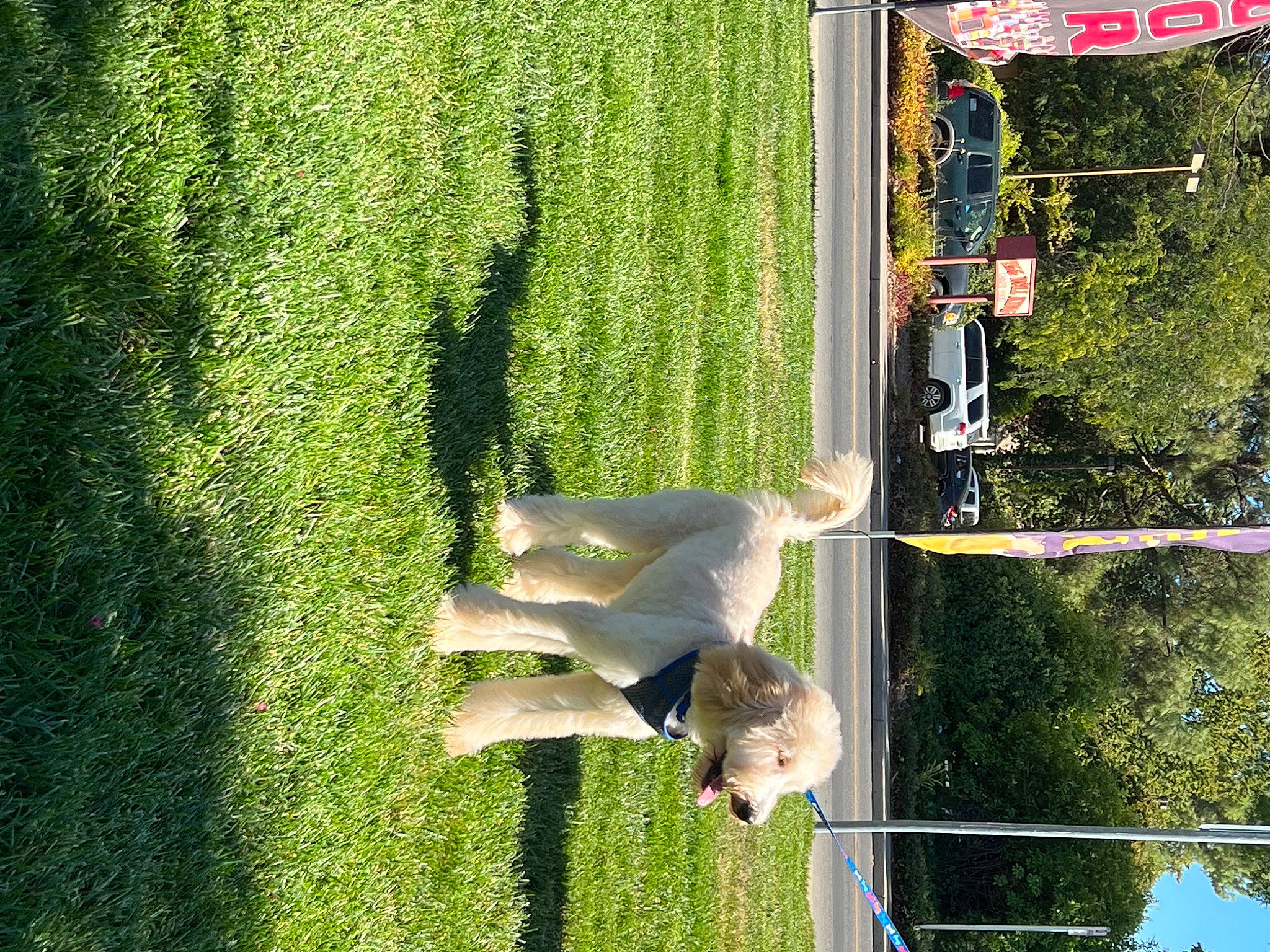 Finn is registered to the contest to win money with this photo: biome, car, grass, grass_family, grassland, hedge, landscape, lawn, leisure, line, nature, people_in_nature, plant, pole, shadow, shrub, terrestrial_plant, tree, vegetation, window