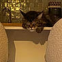 Zelia a rejoint le concours — aidez-le/la à gagner de superbes lots ! cat, tabby, kitchen, counter, furniture, chair, relaxed, sleeping, cozy, indoor, pet, whiskers, fur, domestic, animal, resting, warm_light, home, appliance, tabletop