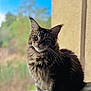 cat, tabby, fluffy, pet, windowsill, outdoor, animal, feline, whiskers, ears, fur, nature, background, greenery, sky, portrait, curious, sitting, daylight, cozy
