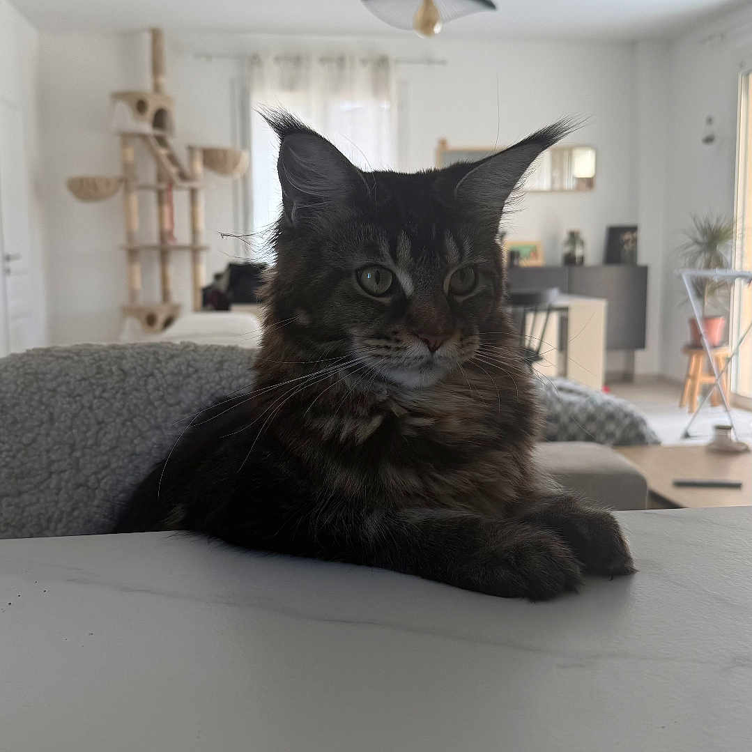 Zelia a rejoint le concours — aidez-le/la à gagner de superbes lots ! cat, cat_tree, curtain, domestic_animal, ears, fur, furniture, home, indoor, light_fixture, living_room, paws, pet, plant, relaxing, sofa, tabby, table, whiskers, window