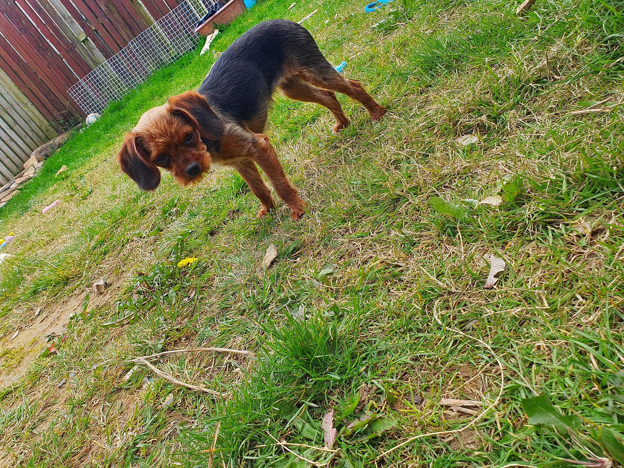 Rosie joined the competition — help win amazing prizes! canidae, carnivore, companion_dog, dog, dog_breed, fawn, grass, groundcover, gun_dog, hunting_dog, liver, pasture, plant, sporting_group, tail, terrestrial_animal, working_animal, working_dog