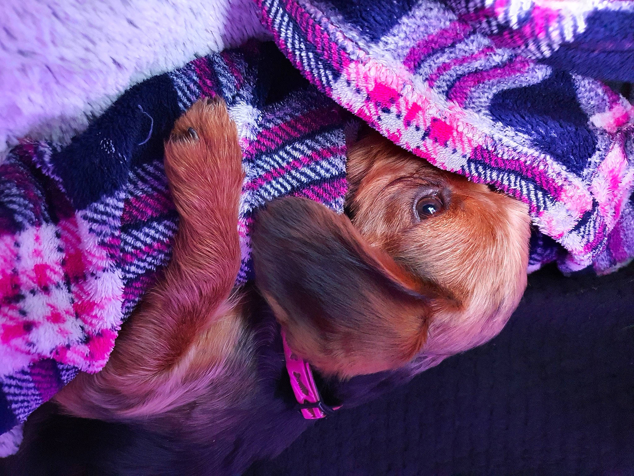 Rosie is registered to the contest to win money with this photo: cap, close_up, craft, crochet, electric_blue, fashion_accessory, happy, knit_cap, magenta, pattern, pink, plant, purple, smile, thread, tree, violet, wool, woolen, wrinkle