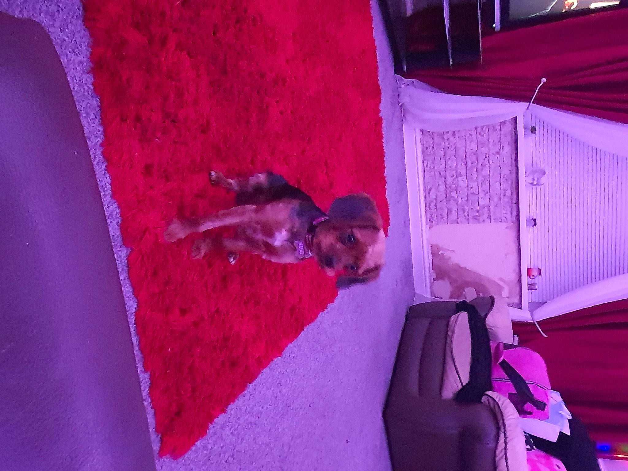 Rosie joined the competition — help win amazing prizes! backpack, bag, event, flesh, fun, leisure, luggage_and_bags, magenta, pink, plant, purple, red, room, tree, violet