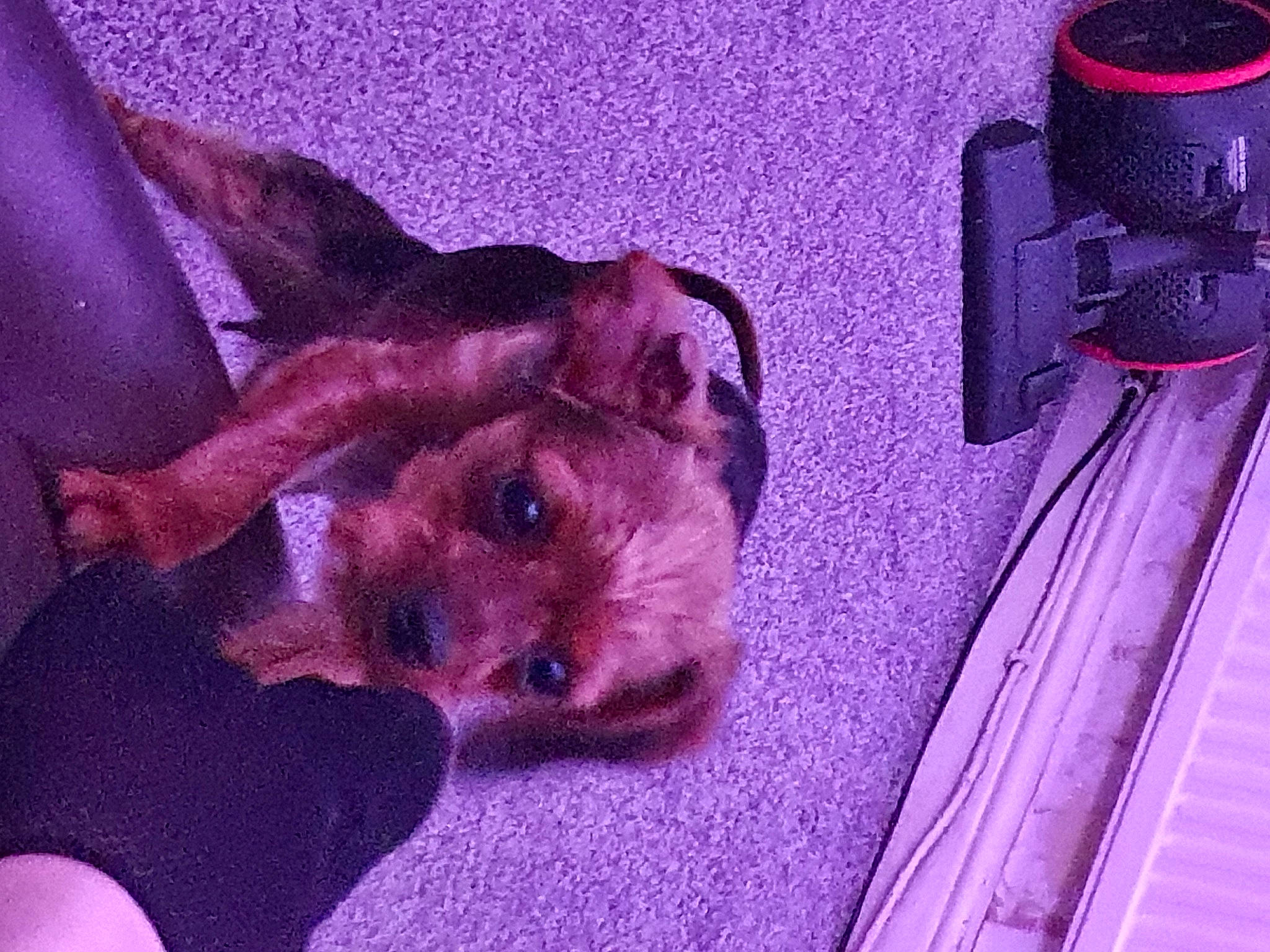 Rosie joined the competition — help win amazing prizes! carnivore, companion_dog, dog, dog_breed, dog_supply, door, electric_blue, fawn, fur, gas, liver, magenta, pet_supply, pink, purple, snout, sporting_group, violet, whiskers, working_animal