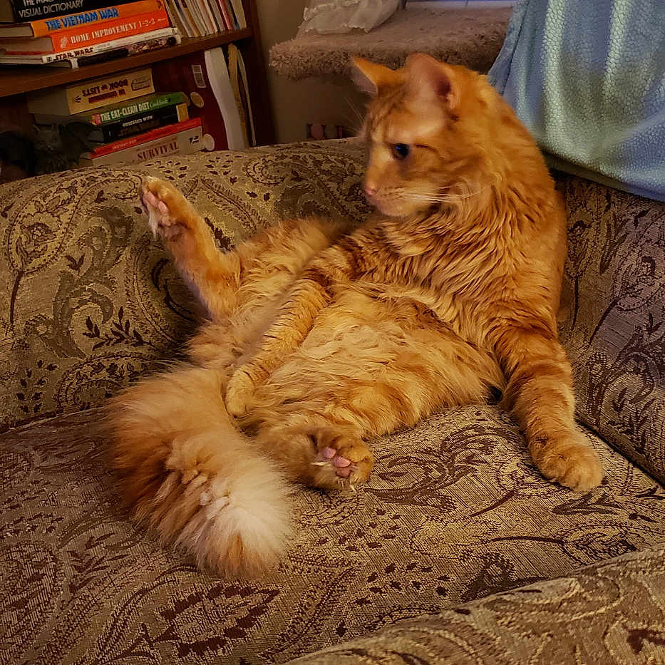 Pippin joined the competition — help win amazing prizes! animal, architecture, bookcase, building, cat, couch, cushion, furniture, hardwood, homedecor, indoors, interiordesign, linen, livingroom, manx, person, pet, room, shelf, wood