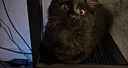 Jesko is registered to the contest to win money with this photo: animal, black_cat, blue_light, cables, cat, cat_tree, computer_case, cozy, curious_eyes, dark_fur, electronics, feline, fluffy, home, indoor, looking_up, pet, sitting, technology, whiskers