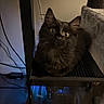 animal, black_cat, blue_light, cables, cat, cat_tree, computer_case, cozy, curious_eyes, dark_fur, electronics, feline, fluffy, home, indoor, looking_up, pet, sitting, technology, whiskers