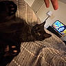Jesko is registered to the contest to win money with this photo: animal, bed, black_cat, blanket, cat, cozy, curious, cute, furniture, hand, indoor, lamp, living_room, paws, person, pet, playing, resting, room, television