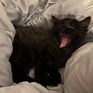 Jesko is registered to the contest to win money with this photo: animal, bed, bedding, black_cat, blanket, cat, comfort, cozy, cute, feline, fur, indoor, kitten, mouth_open, pet, resting, sleepy, soft, tongue_out, yawning