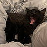 animal, bed, bedding, black_cat, blanket, cat, comfort, cozy, cute, feline, fur, indoor, kitten, mouth_open, pet, resting, sleepy, soft, tongue_out, yawning