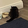 Jesko is registered to the contest to win money with this photo: animal, black_cat, cat, corner, cozy, domestic_animal, eating, feline, floor, fluffy, food_bowl, fur, household, indoor, pet, quiet, rug, wall, water_glass, wood_floor