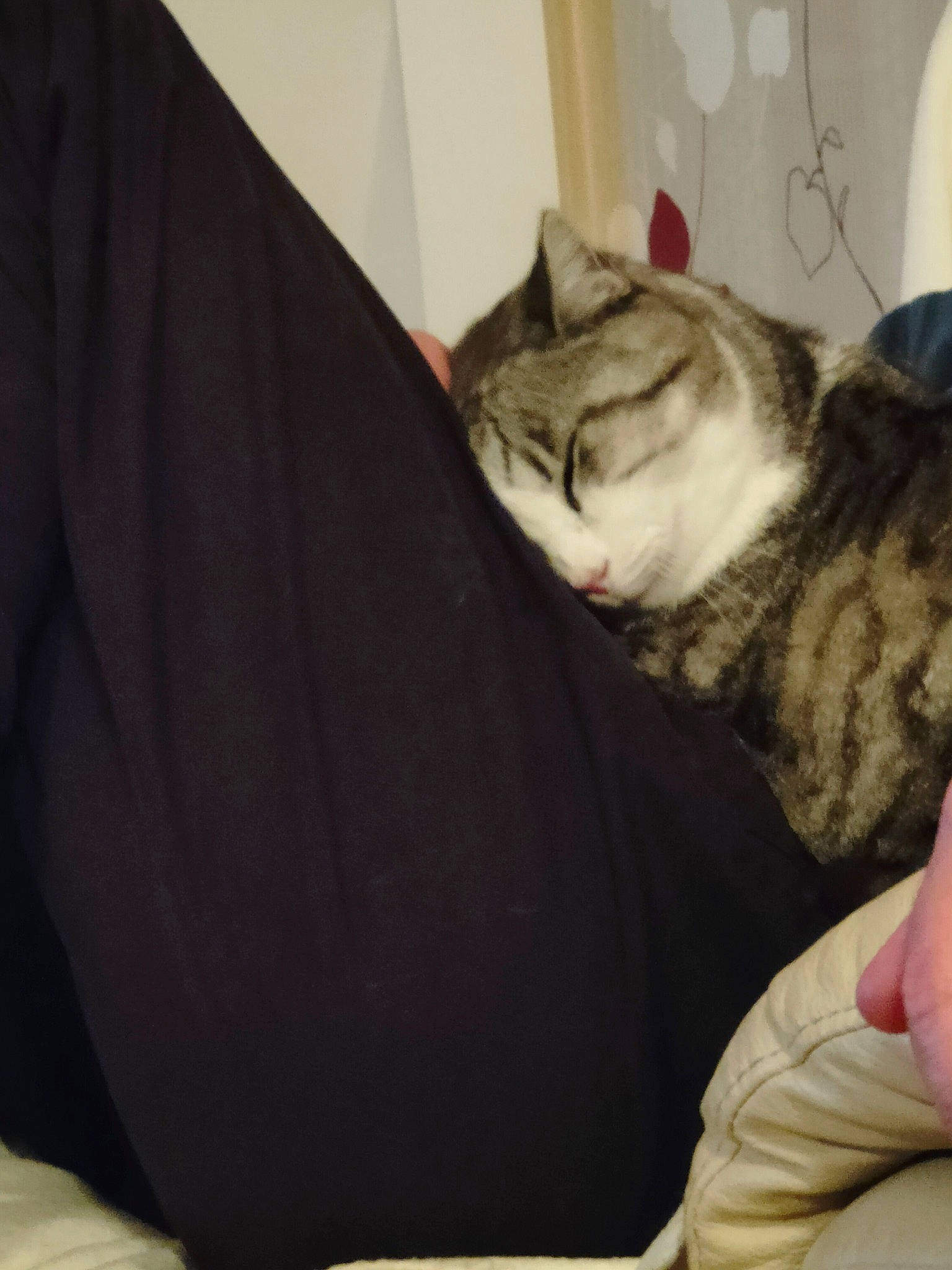 Minou participe au concours pour gagner de l'argent avec cette photo : carnivore, cat, claw, comfort, domestic_short_haired_cat, ear, felidae, fur, gesture, grey, nail, nap, paw, sitting, small_to_medium_sized_cats, snout, tail, thumb, whiskers