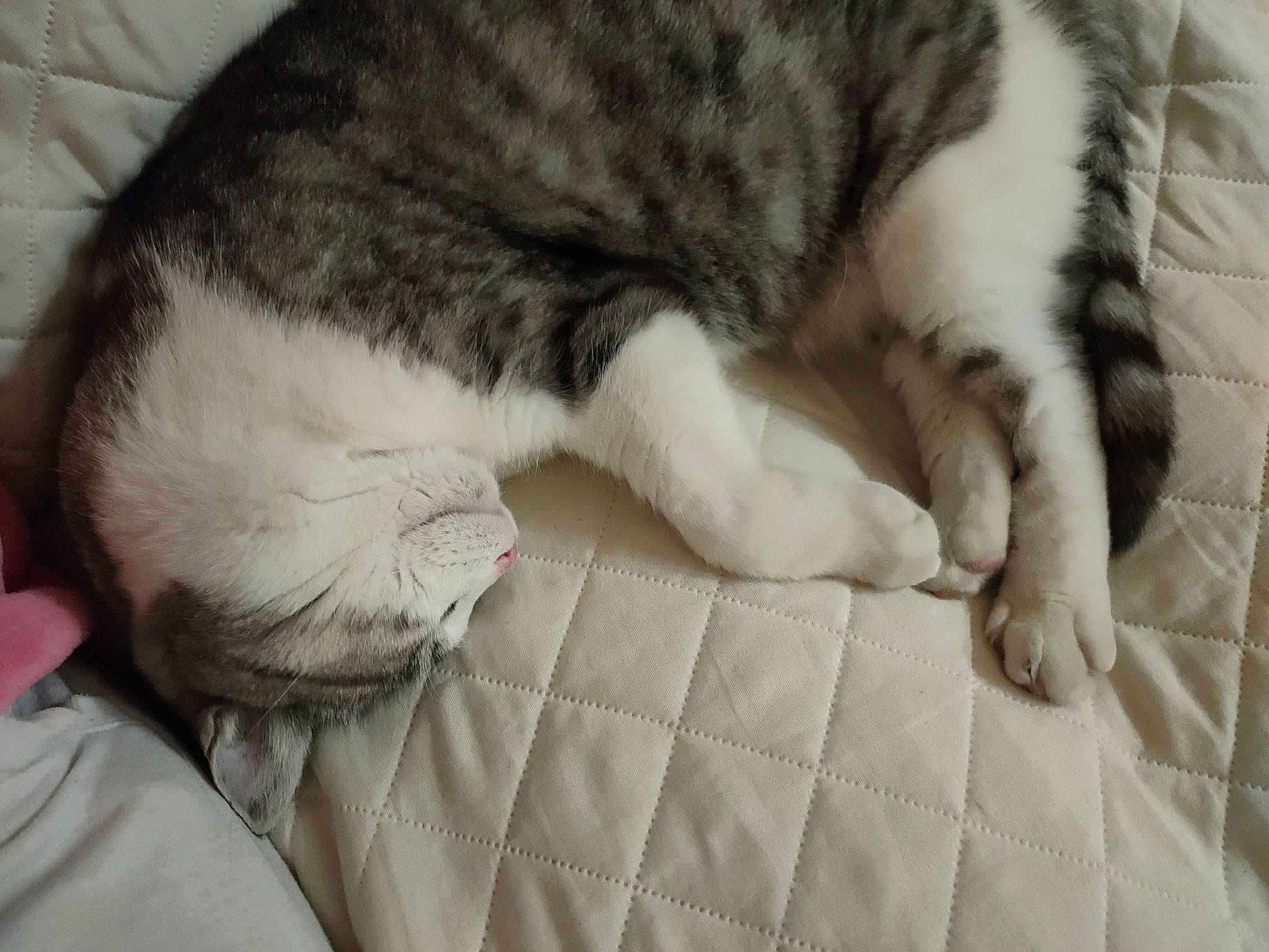 Minou participe au concours pour gagner de l'argent avec cette photo : carnivore, cat, claw, close_up, comfort, dog_breed, domestic_short_haired_cat, felidae, fur, grey, linens, nap, paw, sleep, small_to_medium_sized_cats, snout, sporting_group, tail, terrestrial_animal, whiskers