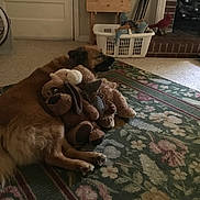 Bonnie is registered to the contest to win money with this photo: animal, brown, carpet, comfort, cozy, dog, fan, floor, furniture, home, indoor, laundry_basket, living_room, pet, plush, quiet, relaxing, resting, stuffed_toy, toy