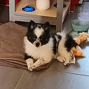 Black participe au concours pour gagner de l'argent avec cette photo : puppy, dog, black_and_white, fluffy, small_dog, sitting, lying_down, crossed_paws, pet, animal, indoors, home, floor, blanket, plant, shelf, bowls, toy, portrait, cute