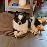 puppy, dog, black_and_white, fluffy, small_dog, sitting, lying_down, crossed_paws, pet, animal, indoors, home, floor, blanket, plant, shelf, bowls, toy, portrait, cute