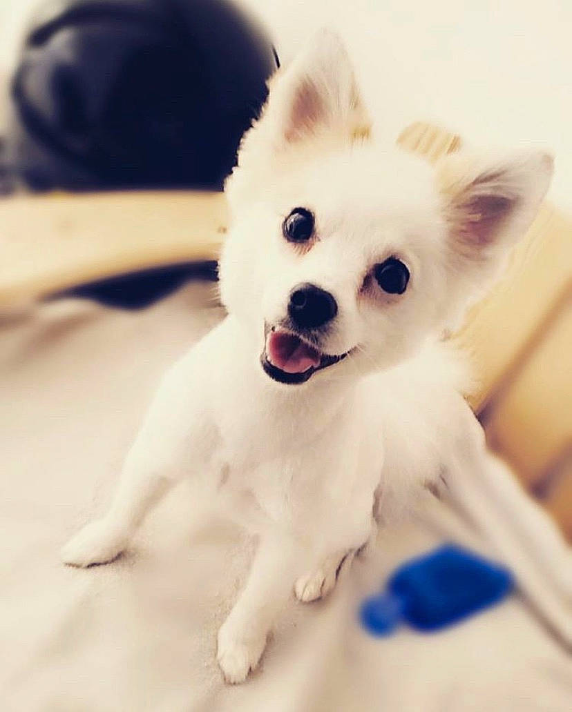 Olya participe au concours pour gagner de l'argent avec cette photo : american_eskimo_dog, canidae, carnivore, companion_dog, dog, dog_breed, ear, eye, german_spitz, german_spitz_mittel, japanese_spitz, mammal, non_sporting_group, pomeranian, puppy, skin, snout, spitz, vertebrate, volpino_italiano