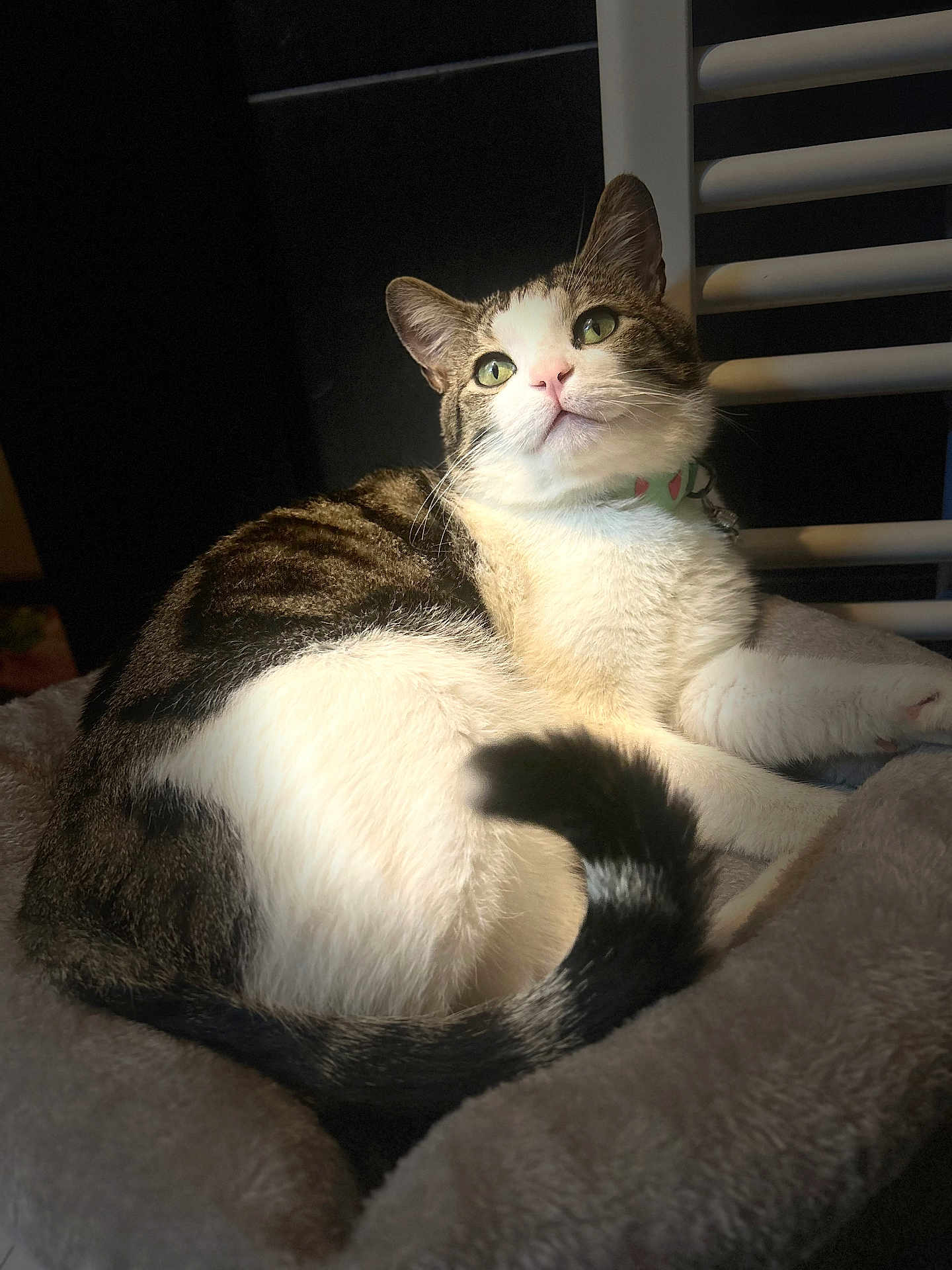 Ace a rejoint le concours — aidez-le/la à gagner de superbes lots ! cat, tabby_cat, white_fur, green_eyes, pink_nose, plush_bed, gray_bed, indoor, relaxing, cozy, chair, pet, animal, feline, resting, fur, whiskers, curious, soft_light, portrait