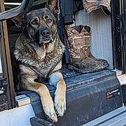 Sandy is registered to the contest to win money with this photo: dog, german_shepherd, boots, camo, american_flag, step, paw, fur, ears, animal, pet, resting, outdoor, vehicle, door, clothing, fabric, metal, floor, black
