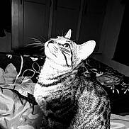 Lil Diddy joined the competition — help win amazing prizes! abyssinian, animal, architecture, back, bed, bedroom, bodypart, cat, couch, cushion, egyptiancat, furniture, homedecor, indoors, kitten, manx, person, pet, room, tiger