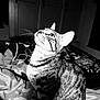 abyssinian, animal, architecture, back, bed, bedroom, bodypart, cat, couch, cushion, egyptiancat, furniture, homedecor, indoors, kitten, manx, person, pet, room, tiger