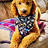 dog, golden_doodle, bandana, couch, blanket, curly_fur, pet, indoors, cozy, furniture, portrait, animal, cute, relaxed, brown, home, companion, laying, soft_texture, decor