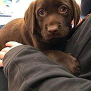 Ode participe au concours pour gagner de l'argent avec cette photo : adorable, animal, arms, brown_fur, chocolate_labrador, close_up, comfort, companionship, cozy, cuddling, cute, dog, human_hand, indoor, looking_up, pet, puppy, soft_lighting, warm, young_dog