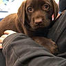 adorable, animal, arms, brown_fur, chocolate_labrador, close_up, comfort, companionship, cozy, cuddling, cute, dog, human_hand, indoor, looking_up, pet, puppy, soft_lighting, warm, young_dog