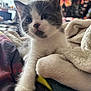 Kai joined the competition — help win amazing prizes! kitten, cat, pet, animal, close_up, gray_and_white, paw, blanket, cozy, indoor, tapestry, butterfly, moon, sunflower, colorful, furniture, soft, cute, young, curious