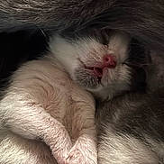 Kai is registered to the contest to win money with this photo: kitten, sleeping, fur, pink_nose, paw, closeup, cute, animal, pet, resting, soft, cozy, whiskers, tiny, young, fluffy, mammal, adorable, peaceful, domestic_cat