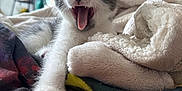 Kai joined the competition — help win amazing prizes! kitten, cat, yawning, paw, blanket, fleece, colorful, indoor, tapestry, butterfly, floral, cozy, cute, pet, animal, fur, whiskers, sleepy, closeup, soft
