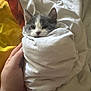 bed, blanket, cat, comfort, cozy, cute, domestic_animal, fur, gray_cat, hand, indoor, kitten, pet, resting, sleepy, soft_texture, warm_colors, white_cat, wrapped, young_cat