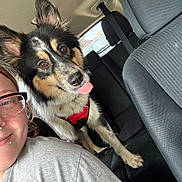 Charlie joined the competition — help win amazing prizes! dog, person, car, backseat, red_harness, tongue_out, glasses, smile, interior, seatbelt, window, fur, ears, closeup, happy, pet, canine, animal, human, transport