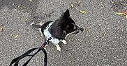 Charlie is registered to the contest to win money with this photo: asphalt, autumn_leaves, black_and_white_dog, casual, daytime, dog, fall, hand, jeans, leash, nature, outdoor, pavement, person, pet, seasonal, shoes, side_view, sneakers, walking
