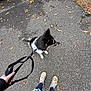 dog, leash, person, shoes, asphalt, autumn_leaves, outdoor, casual, walking, black_and_white_dog, fall, pavement, jeans, sneakers, hand, nature, seasonal, side_view, pet, daytime