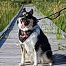 bandana, black_and_white, boardwalk, canine, daytime, dog, fur, grass, happy, leash, nature, outdoor, pet, scenic, sitting, smiling, sunny, tongue, tongue_out, walk