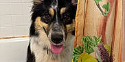 Charlie is registered to the contest to win money with this photo: dog, bathroom, shower_curtain, sunflower, pet, animal, tongue_out, ears, fur, black_and_white, happy, cute, indoors, tile_wall, bathtub, playful, face, looking, canine, curtain