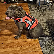 King is registered to the contest to win money with this photo: dog, support_animal, vest, wooden_floor, rug, indoor, pet, sitting, tongue_out, happy, household_items, shoe_rack, bag, flooring, canine, domestic_animal, companion, friendly, animal_wear, tongue