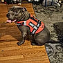 dog, support_animal, vest, wooden_floor, rug, indoor, pet, sitting, tongue_out, happy, household_items, shoe_rack, bag, flooring, canine, domestic_animal, companion, friendly, animal_wear, tongue