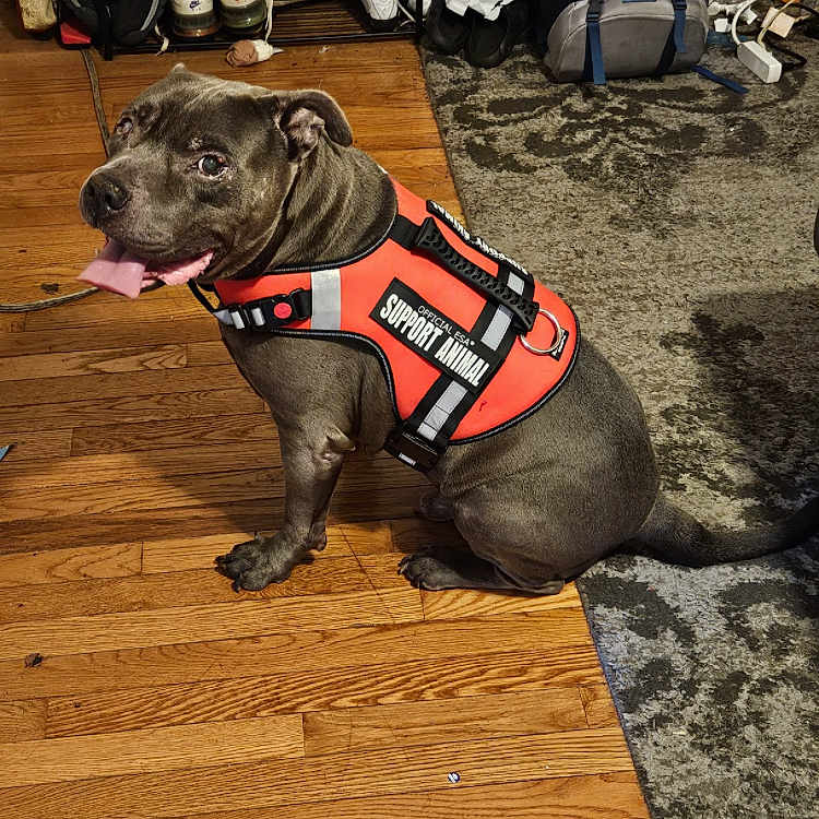 King is registered to the contest to win money with this photo: animal_wear, bag, canine, companion, dog, domestic_animal, flooring, friendly, happy, household_items, indoor, pet, rug, shoe_rack, sitting, support_animal, tongue, tongue_out, vest, wooden_floor