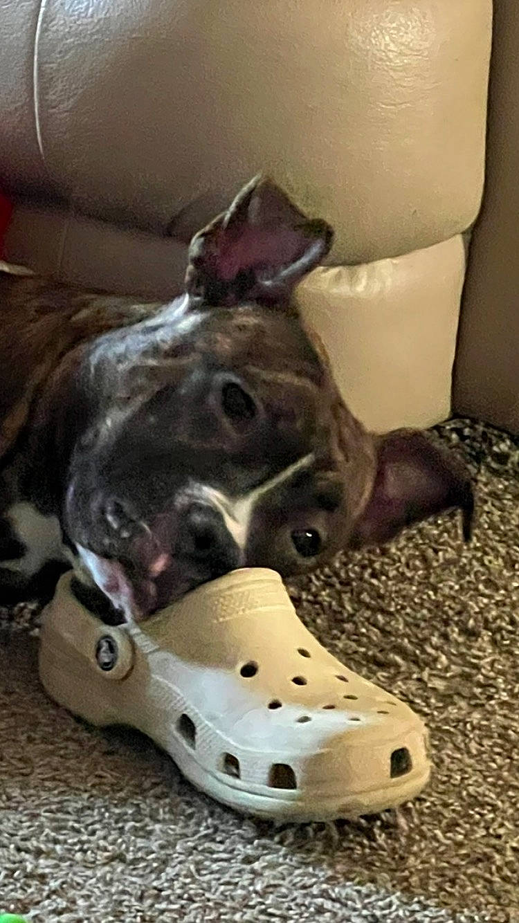 Sophia is registered to the contest to win money with this photo: carnivore, collar, comfort, companion_dog, couch, dog, dog_breed, dog_collar, dog_supply, fashion_accessory, fawn, metal, personal_protective_equipment, pet_supply, sandal, snout, sporting_group, terrestrial_animal, whiskers, working_animal