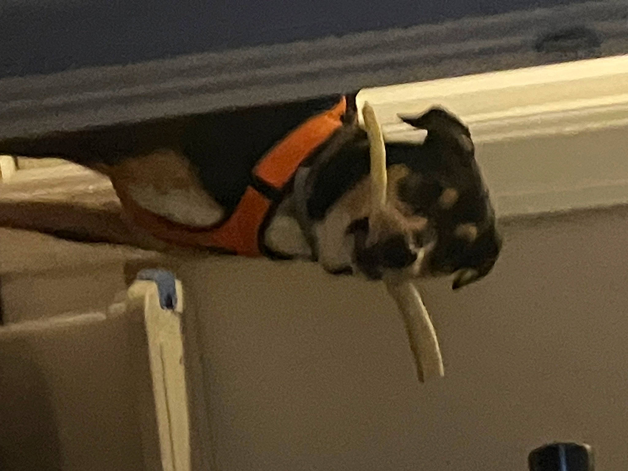 Milo joined the competition — help win amazing prizes! canidae, carnivore, comfort, companion_dog, dog, dog_breed, fawn, flooring, great_dane, hardwood, paw, pet_supply, room, snout, sporting_group, tail, tints_and_shades, vehicle_door, wood, working_animal